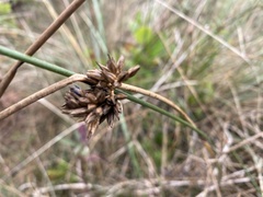 Juncus breweri