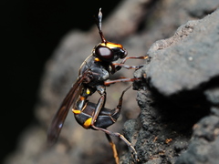 Monoceromyia pleuralis