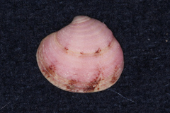 Cardiidae