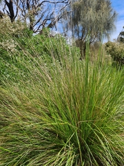 Poa labillardierei