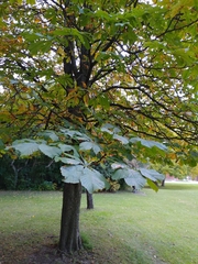 Aesculus hippocastanum