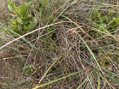 Juncus breweri