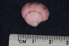 Cardiidae