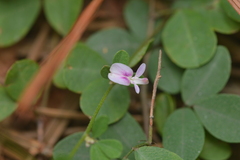 Lespedeza repens