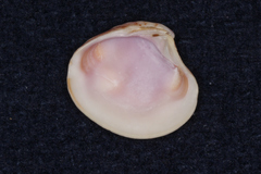 Cardiidae