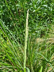 Poa labillardierei