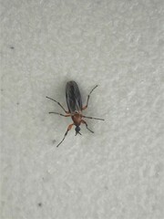 Bibio articulatus