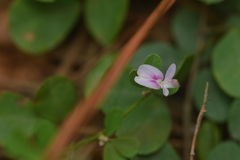 Lespedeza repens
