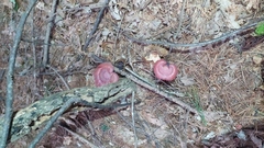 Ganoderma lucidum