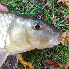 Moxostoma erythrurum