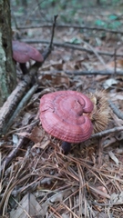 Ganoderma lucidum