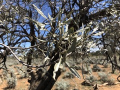 Loranthaceae