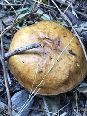 Suillus pseudobrevipes