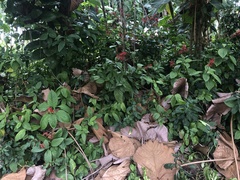 Odontonema cuspidatum