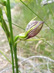 Cryptostylis erecta