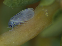 Aleyrodoidea