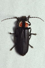 Discodon bipunctatum