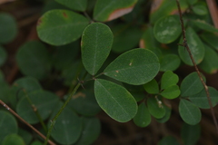 Lespedeza repens