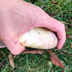 Moxostoma erythrurum