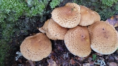 Pholiota
