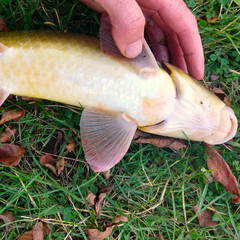 Moxostoma erythrurum