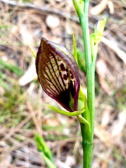 Cryptostylis erecta