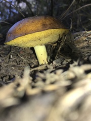 Suillus pseudobrevipes