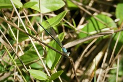 Argia apicalis