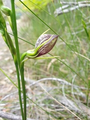 Cryptostylis erecta
