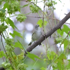 Vireo cassinii