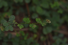 Lespedeza repens