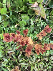 Cuphea carthagenensis