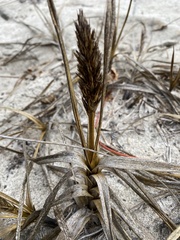 Carex macrocephala