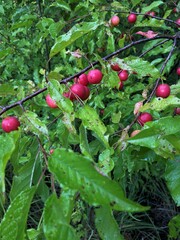Prunus angustifolia