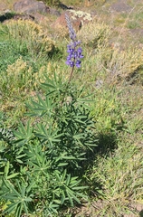 Lupinus argenteus