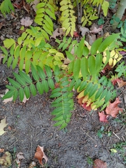 Sorbaria sorbifolia