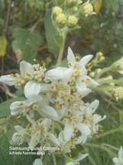 Montanoa tomentosa