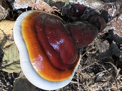 Ganoderma oregonense