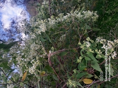 Montanoa tomentosa