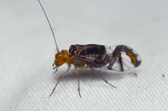 Cerastipsocus trifasciatus