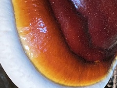 Ganoderma oregonense