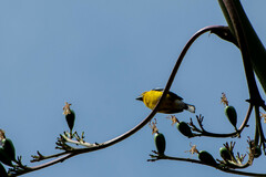 Pheucticus chrysogaster