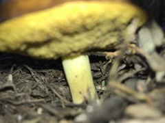 Suillus pseudobrevipes