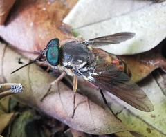 Pangoniinae