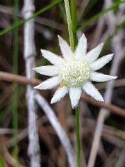 Actinotus minor
