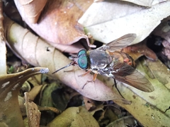 Pangoniinae