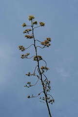 Agave cordillerensis