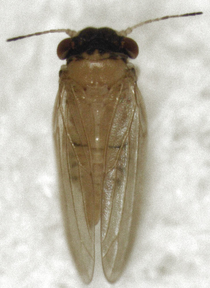 Ctenarytaina insularis