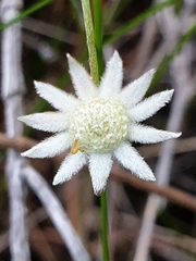 Actinotus minor