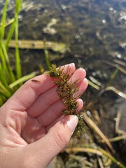 Myriophyllum sibiricum